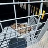 FW Dinslaken: Tierrettung in luftiger Höhe