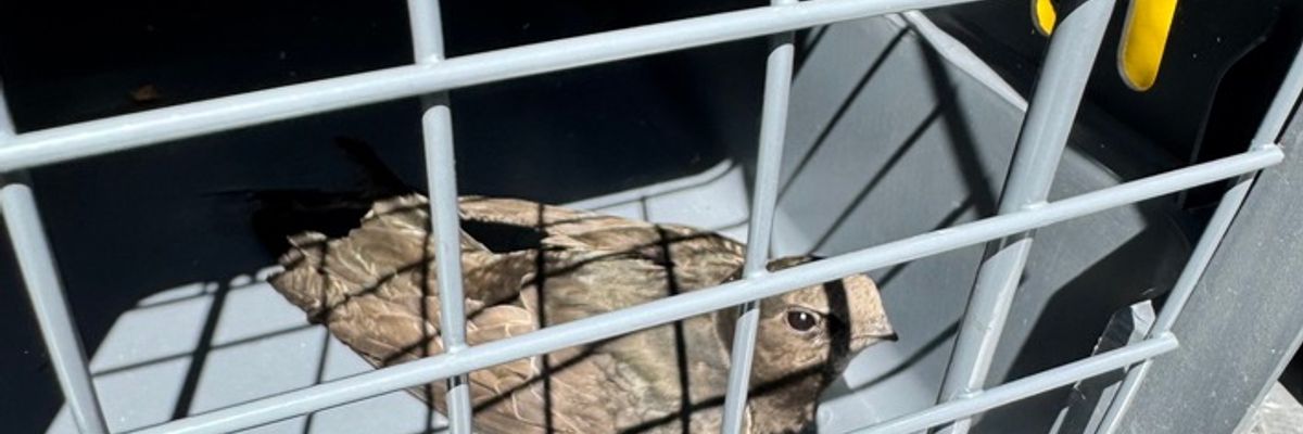 FW Dinslaken: Tierrettung in luftiger Höhe