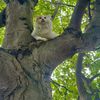 FW-EN: Vermisster Kater Steve von der Feuerwehr gerettet