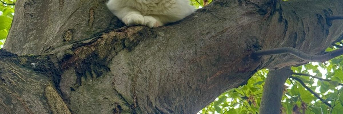 FW-EN: Vermisster Kater Steve von der Feuerwehr gerettet