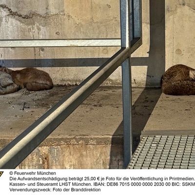 FW-M: Tierischer Auftritt (Olympiapark)