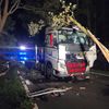 FW-ROW: Großer Ast trifft fahrenden LKW auf L161