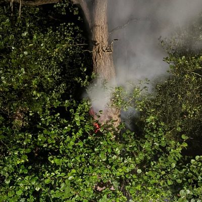 FW-AUR: Blitzeinschlag in Baumstamm