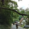 FW Weinheim: Feuerwehr Weinheim beseitig umgestürzten Baum Am Bischof