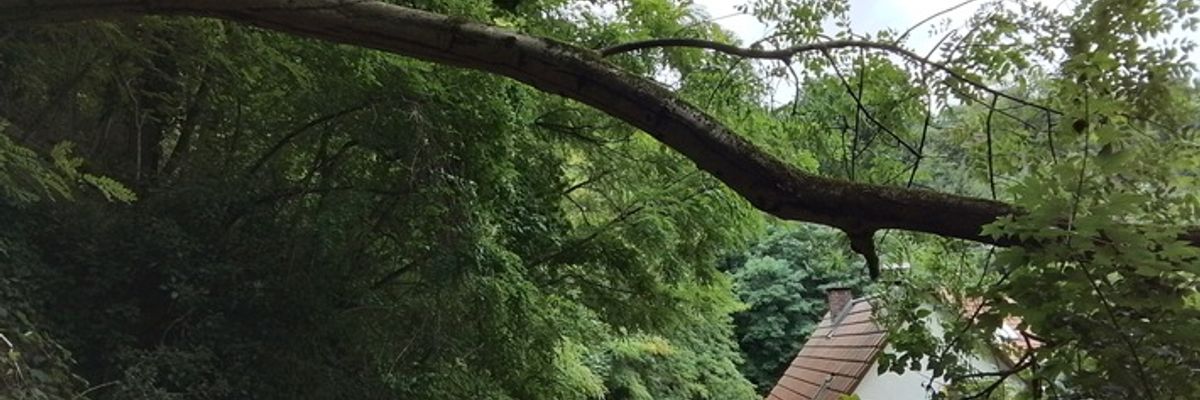 FW Weinheim: Feuerwehr Weinheim beseitig umgestürzten Baum Am Bischof