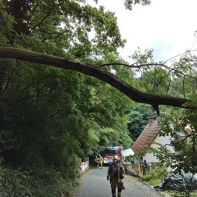 FW Weinheim: Feuerwehr Weinheim beseitig umgestürzten Baum Am Bischof