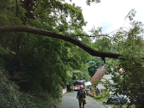 FW Weinheim: Feuerwehr Weinheim beseitig umgestürzten Baum Am Bischof