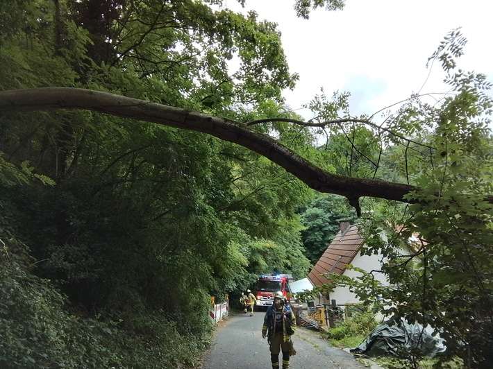 FW Weinheim: Feuerwehr Weinheim beseitig umgestürzten Baum Am Bischof