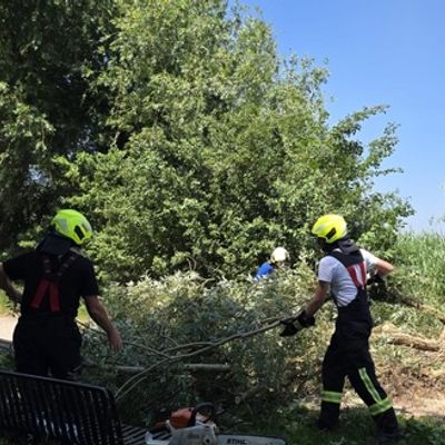 FW Reichenau: Hohler Baum fängt erneut an zu Glimmen, 20.06.2024, Reichenau-Mittelzell