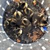 FW-OG: Ente gut, alles gut!