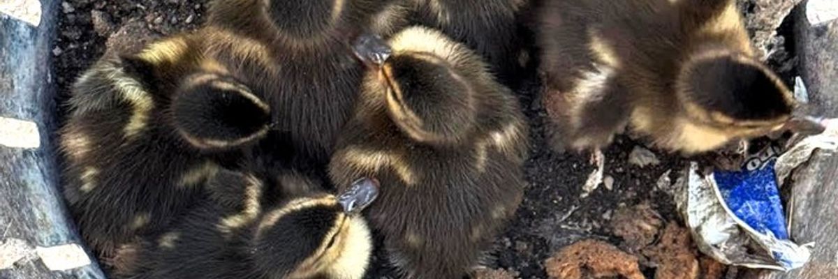 FW-OG: Ente gut, alles gut!