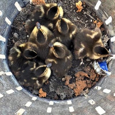 FW-OG: Ente gut, alles gut!