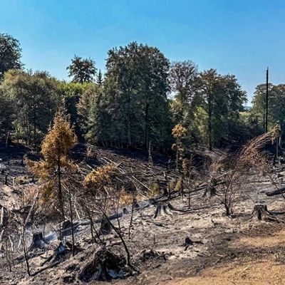 FW Kreis Soest: Waldbrand am Möhnesee - Anhaltende Löschmaßnahmen zeigen Wirkung