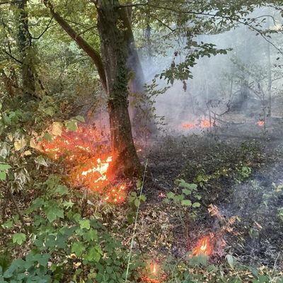FW-OG: Vegetationsbrand im Offenburger Stadtwald