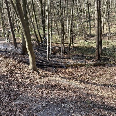 FW-KLE: Waldbrand am Sternberg schnell unter Kontrolle
