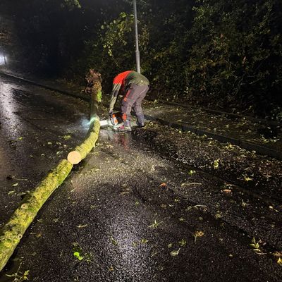 FW Weinheim: Umgestürzter Baum blockiert Straße in Nächstenbach. Feuerwehr Weinheim beseitigt Sturmschaden in den frühen Morgenstunden.