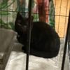 FW Dinslaken: Tierrettung in Dinslaken - Drei Katzen aus Versorgungsschacht gerettet