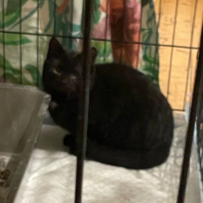 FW Dinslaken: Tierrettung in Dinslaken - Drei Katzen aus Versorgungsschacht gerettet