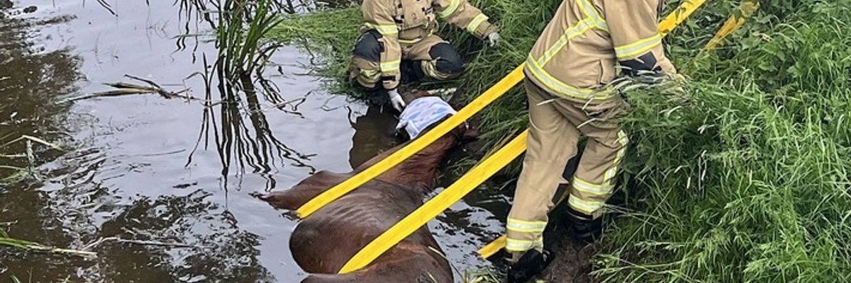 FW-HB: Pferd im Graben: Erster Einsatz für Fachgruppe Großtierrettung