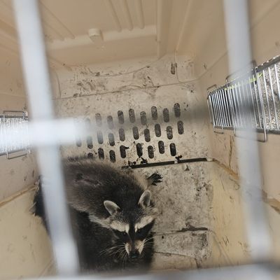 FW Celle: Tierrettung aus Schornstein