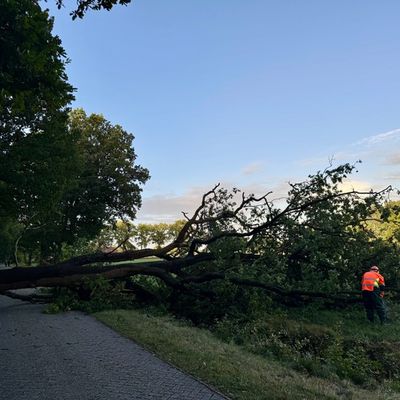FW-AUR: Straße von umgestürzten Baum freigeräumt