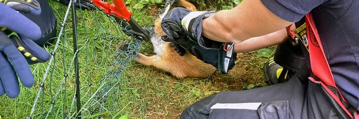 FW-M: Tierrettung aus größter Not (Michaeliburg)