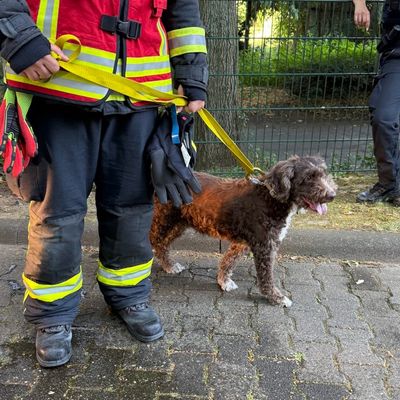 Feuerwehr MTK: Wohnungsbrand in Okrifteler Hochhaus - Mehrere Menschen und Tiere gerettet