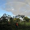 FW-AUR: Straße von umgestürzten Baum freigeräumt