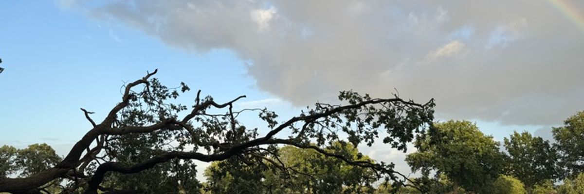 FW-AUR: Straße von umgestürzten Baum freigeräumt