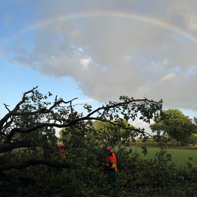 FW-AUR: Straße von umgestürzten Baum freigeräumt