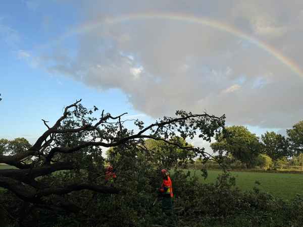 FW-AUR: Straße von umgestürzten Baum freigeräumt