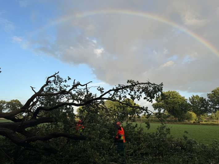 FW-AUR: Straße von umgestürzten Baum freigeräumt