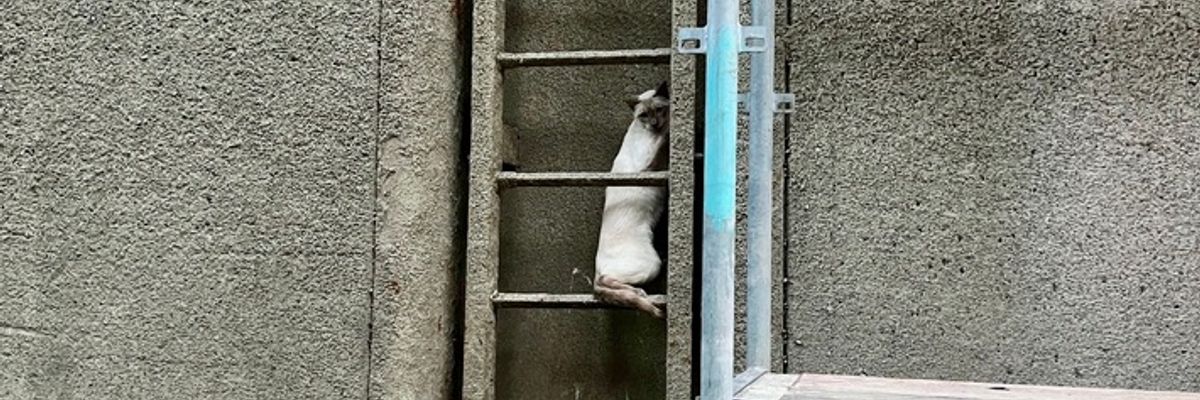 FW Hünxe: Feuerwehr rettet eingeklemmte Katze aus Schleusenkammer