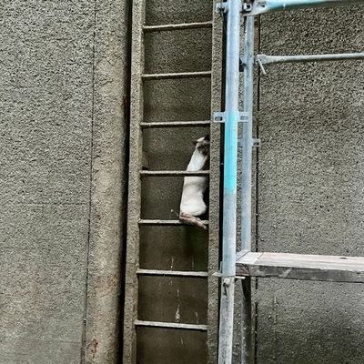 FW Hünxe: Feuerwehr rettet eingeklemmte Katze aus Schleusenkammer