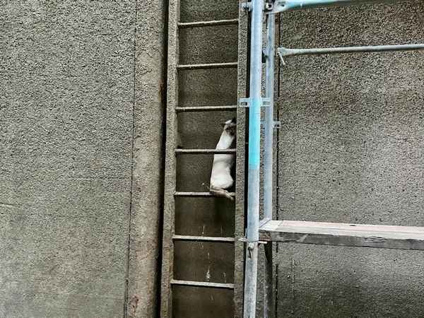 FW Hünxe: Feuerwehr rettet eingeklemmte Katze aus Schleusenkammer