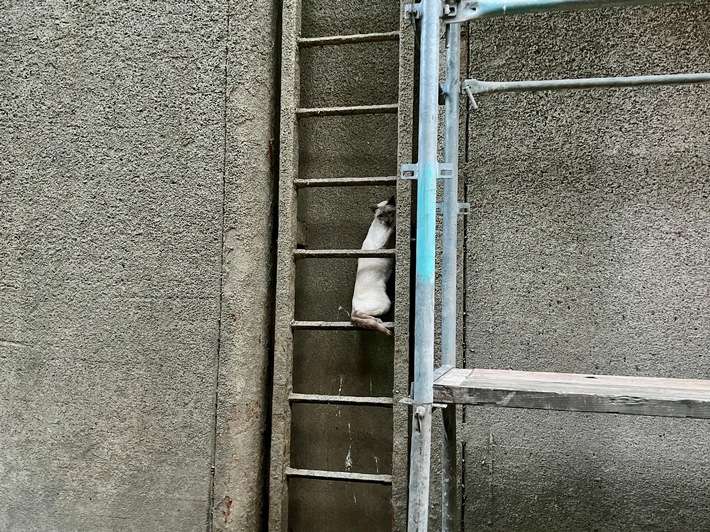 FW Hünxe: Feuerwehr rettet eingeklemmte Katze aus Schleusenkammer