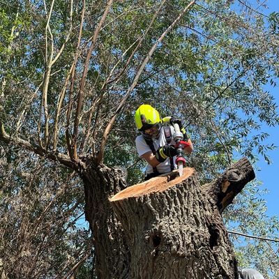 FW Reichenau: Hohler Baum fängt erneut an zu Glimmen, 20.06.2024, Reichenau-Mittelzell