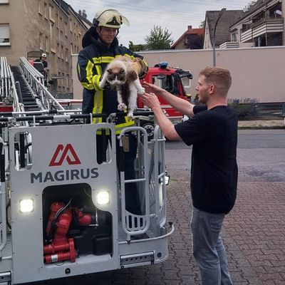 FW-BO: Feuerwehr rettet hilflosen Kater "Loki" vom Dach eines Mehrfamilienhauses