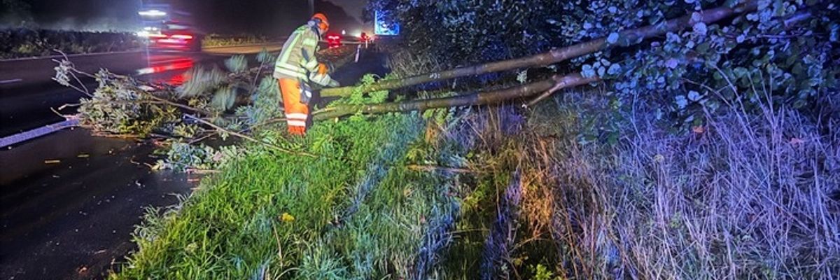 FW Alpen: Baum auf Fahrbahn