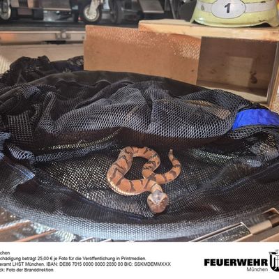 FW-M: Täuschend echte "Giftschlange" im Münchner Süden (Untergiesing-Harlaching)
