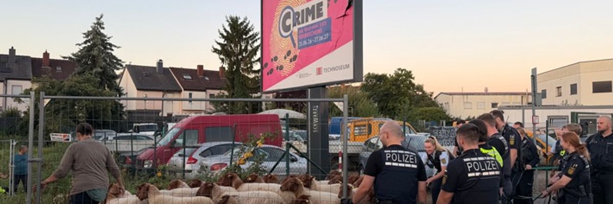 FW Weinheim: Schafe auf der Flucht beschäftigen Polizei, Feuerwehr und Bauhof
