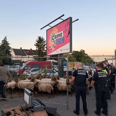 FW Weinheim: Schafe auf der Flucht beschäftigen Polizei, Feuerwehr und Bauhof