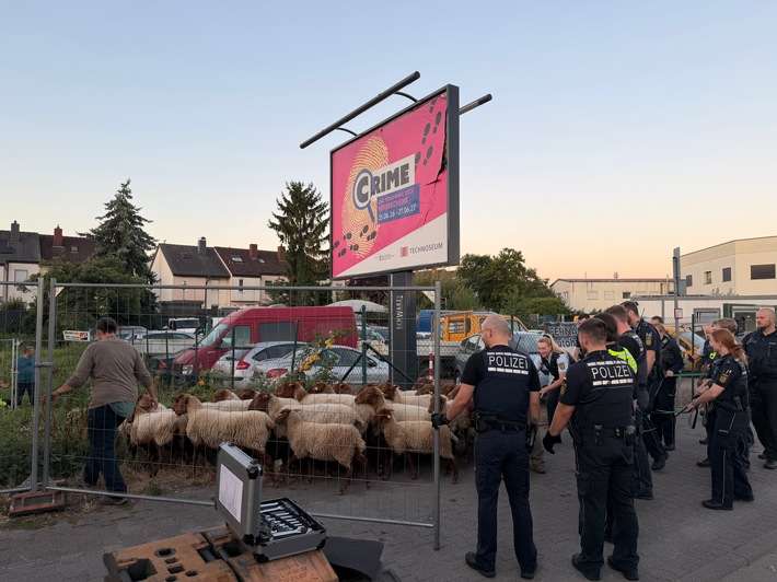 FW Weinheim: Schafe auf der Flucht beschäftigen Polizei, Feuerwehr und Bauhof