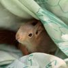 FW Lage: Eichhörnchen in Not - Feuerwehr rettet tierische Ausreißer aus misslicher Lage