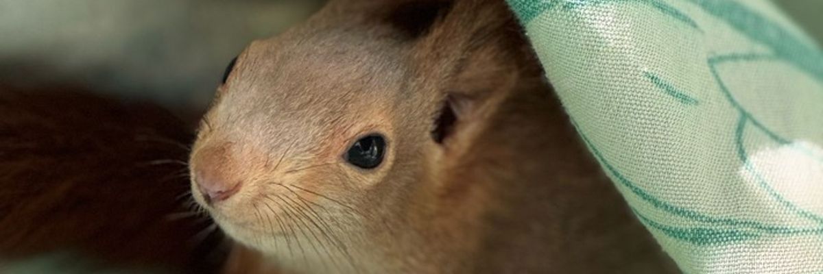 FW Lage: Eichhörnchen in Not - Feuerwehr rettet tierische Ausreißer aus misslicher Lage