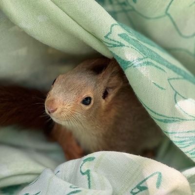 FW Lage: Eichhörnchen in Not - Feuerwehr rettet tierische Ausreißer aus misslicher Lage