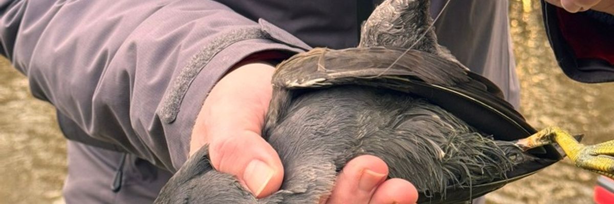 FW-AUR: Teichhuhn aus misslicher Lage befreit