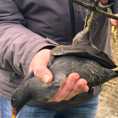 FW-AUR: Teichhuhn aus misslicher Lage befreit