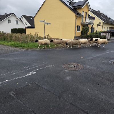 FFW Bornheim: Weltkriegsbombe am Rhein in Bornheim-Widdig gefunden - Evakuierungsmaßnahmen laufen