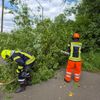 FW Flotwedel: Baum blockiert Fahrbahn und Telefonleitung im Lütersweg
